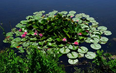 池塘, 水, 水百合, 初夏, 开花, 绽放, 自然