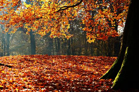 秋天, 秋天的落叶, 叶子, 公园, 太阳, 森林, 多彩