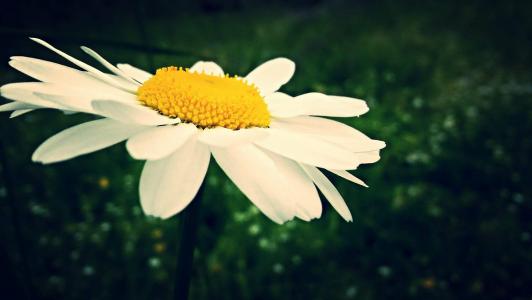 黛西, 花, 白色, 黄色
