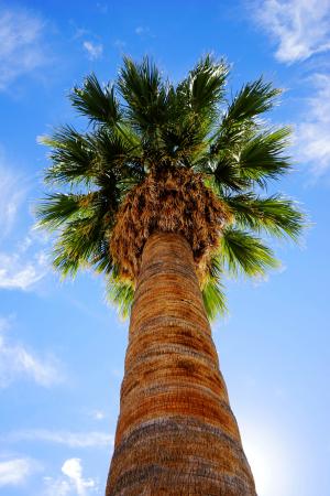 棕榈树, 夏季, 阳光, 天空, 夏季时间, 建筑, 树