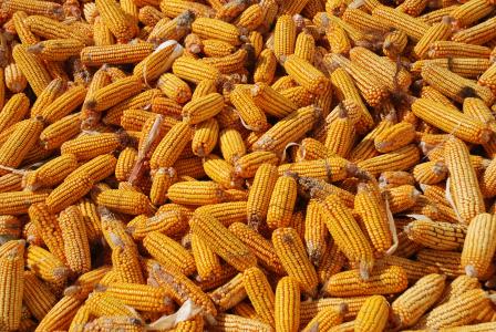 玉米, 收获, 玉米背景