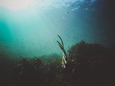 学校, 鱼, 水下, 海藻, 海, 蓝色的海洋, 潜水灯