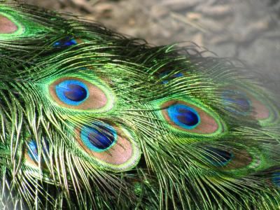 孔雀, 羽毛, 尾巴, 羽毛, 绿色, 蓝色, 彩虹