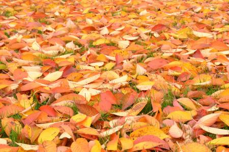 秋天的落叶, 褐色, 自然
