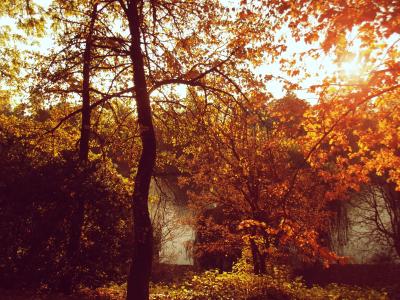 秋天, 太阳, 自然, 景观, 颜色, 植物, 树