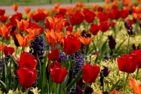 郁金香, 红色, 很多, 花, 自然, 春天, 花香