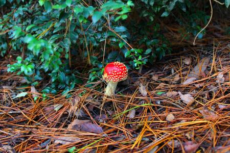 蘑菇, 红色, 自然, 森林, 叶, 绿色, 多彩