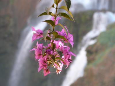 花, 瀑布, 自然, 水