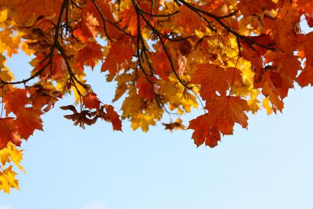 秋天, 叶子, 光明, herbstimpression, 多彩, 每年的时候, 自然