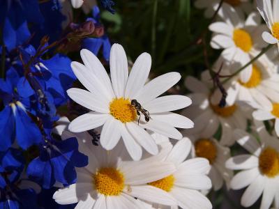 花, 自然, 蚂蚁玛加丽塔·瓦尔斯特伦, 植物, 夏季, 黛西, 花瓣