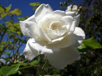 白玫瑰, 玫瑰花瓣, 花