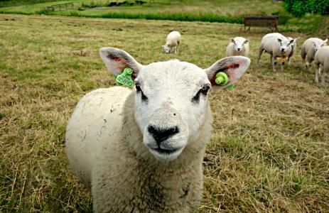 羊, 动物, 农场动物, 羊毛, 绵羊奶, 绵羊奶酪, 耳标签