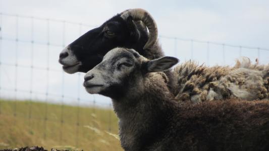 山羊, 羊肉, 羊, 块, 牧场, 动物, 羊毛