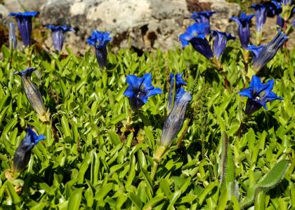 龙胆草, 花, 绽放, 蓝色, 高山的花, 山花, 蓝色的龙胆草