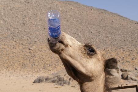 骆驼, 动物, 沙漠, 水, 口渴, 沙漠动物