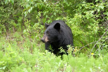 棕色的熊, 加拿大, 国家公园