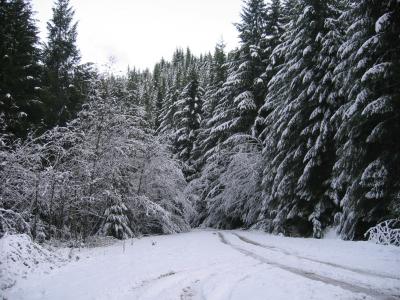 森林, 俄勒冈州, 雪, 冬季景观, 通路