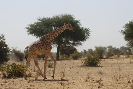 长颈鹿, 萨凡纳, 非洲, 尼日尔, kouré, 看看, 闲逛