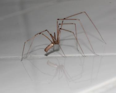 蜘蛛, 蛛形纲动物, 双腿, 昆虫, 何瑞克宁
