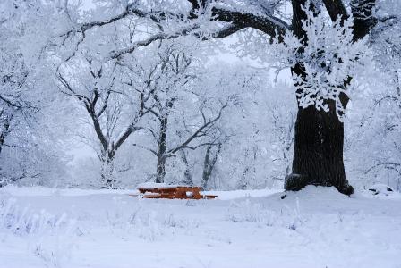 冬天, 感冒, 雪, 乌普萨拉, 瑞典, 冰晶体, 树