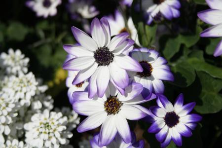 花, 白色, 紫罗兰色, magerite, 花, 植物