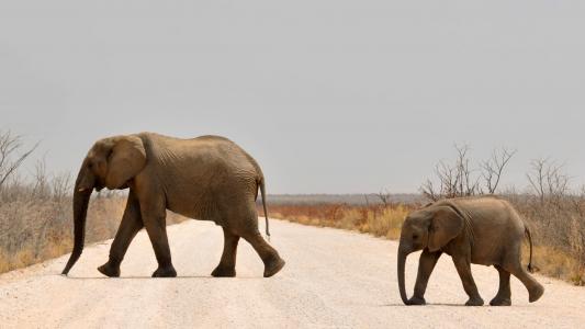 大象, 小象, 年轻的大象, 非洲布什大象, 非洲, 纳米比亚, 自然