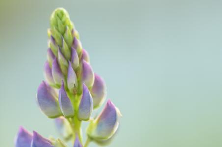 羽扇豆, 花, 自然, 开花, 紫色, 羽扇, 蓝色