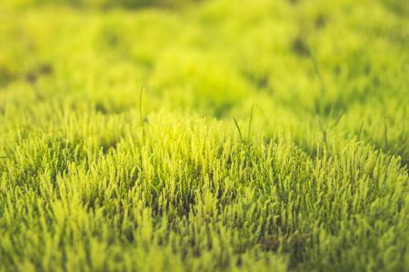绿色, grassfields, 阳光明媚, 白天, 草, 字段, 自然