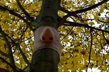 有趣, 鼻子, 艺术, 枫树, 树, 秋天, 自然