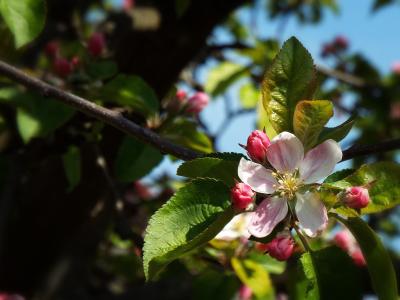 春天, 投标, 苹果, 树, 粉红色的绽放, 树上苹果, 花