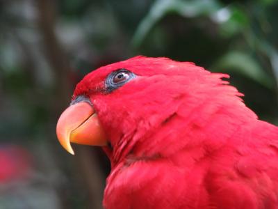 鹦鹉, 鸟, 红色, 特写, 翼, 喙, 热带