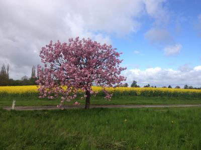 夏季, 字段, 黄色字段, 粉红色的花朵, 粉红色的树, 道路, 春天