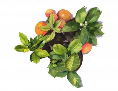 橘子, 绿色, 植物, 叶, 水彩, 绿色的叶子, 食品