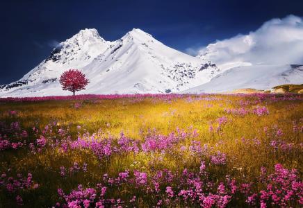 阿尔卑斯山, 树, 雪, 自然景观花卉草, 夏季, 蓝色, 欧洲