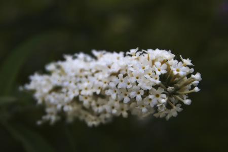 花, 白色, 自然, 春天