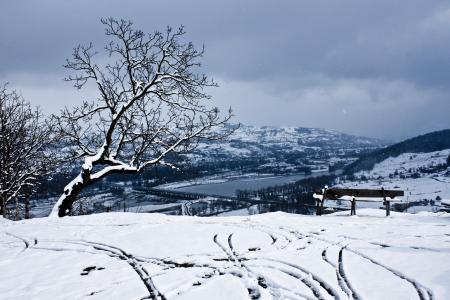 雪, 景观, 自然, 树, 冬天