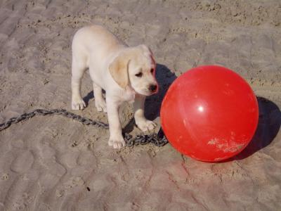 狗, 小狗, 红色, 海滩, 标记