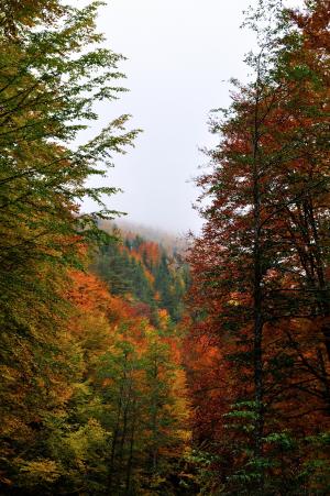 森林, 秋天, 景观, 自然, 山, 户外, 木材
