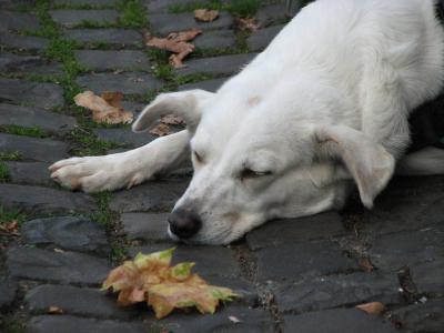 狗, 休息, 鹅卵石, 叶, 睡眠, 累了, 放松