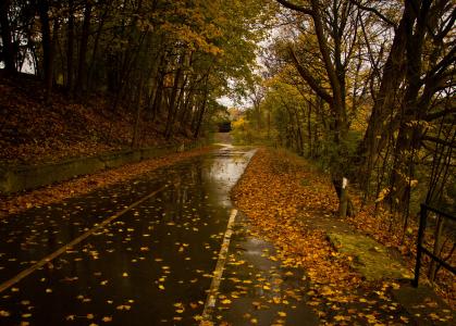 棕色, 树木, 高, 方式, 道路, 湿法, 雨
