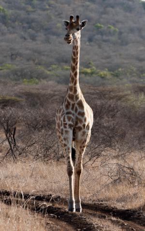 长颈鹿, 南非, 萨凡纳