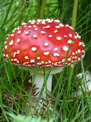 蘑菇, 真菌, 红色, 新鲜, 中毒, 真菌, 森林