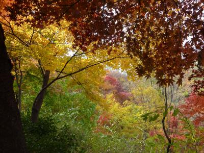 景观, 秋天, 秋天的落叶, 自然