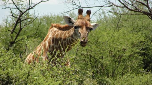 南非, 克, 储备金, 长颈鹿, 动物, 野生动物