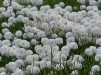 scheuchzers cottongrass, eriophorum scheuchzeri, 酸草温室, 莎草, 高山 cottongrass, cottongrass, 北温