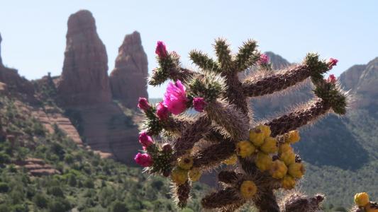 沙漠, 仙人掌, 花, 多汁, 亚利桑那州