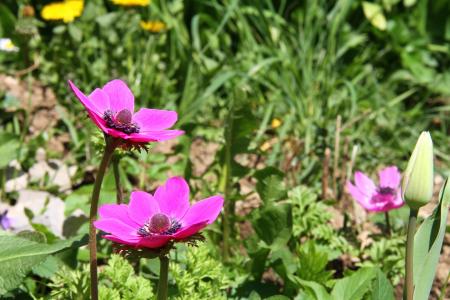 银莲花, 花, 春天, 植物区系, 彩色紫红色