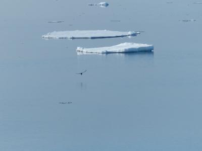 浮冰, 挪威海, 海鸥, 冬天, 冰, 鸟, 艺术