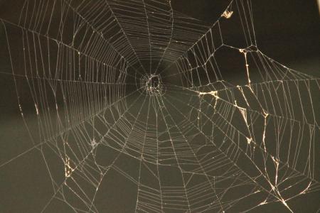 蜘蛛网, 网络蜘蛛, 蜘蛛, web, 陷阱, 自然, 蜘蛛网