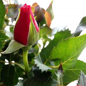 rosenknup, 上升, 红色, 花, 背景, 玫瑰, 瓦伦丁